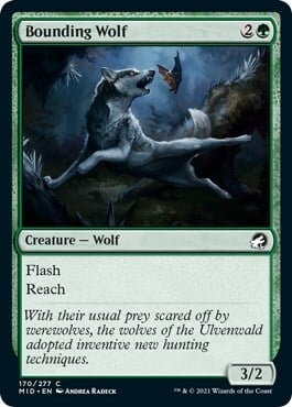 Bounding Wolf Card Front