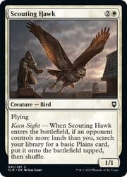 Scouting Hawk 041