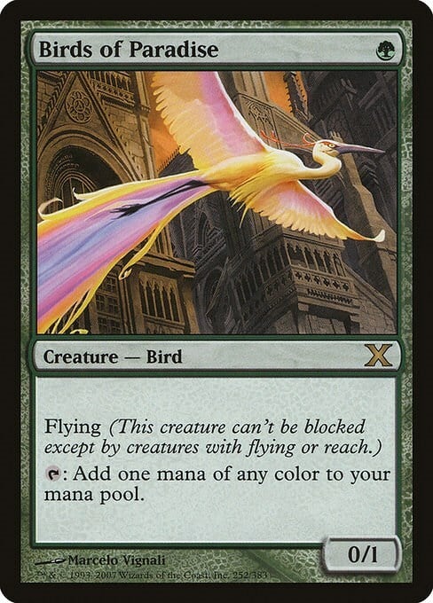 Birds of Paradise Card Front
