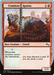 Common Iguana 079