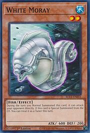 White Moray · Common 051