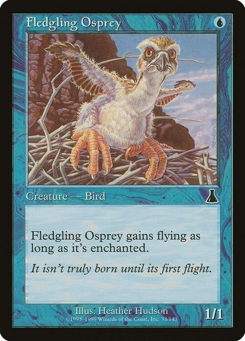 Fledgling Osprey Card Front