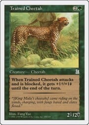 Trained Cheetah 154