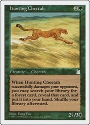 Hunting Cheetah 138