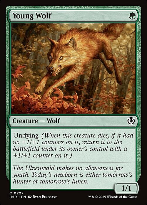 Young Wolf Card Front
