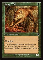 Young Wolf · Retro Frame 425