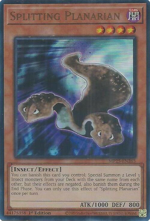 Splitting Planarian Card Front