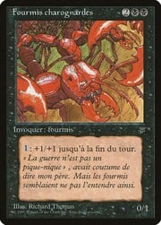 Carrion Ants 041