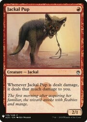 Jackal Pup 139