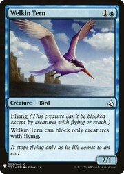 Welkin Tern 005