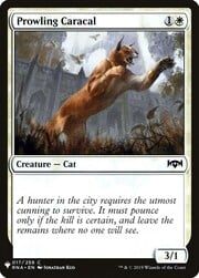 Prowling Caracal 017