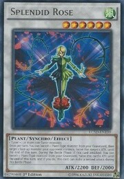 Splendid Rose · Rare 100
