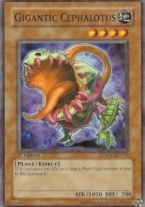 Gigantic Cephalotus Card Front