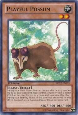 Playful Possum Card Front